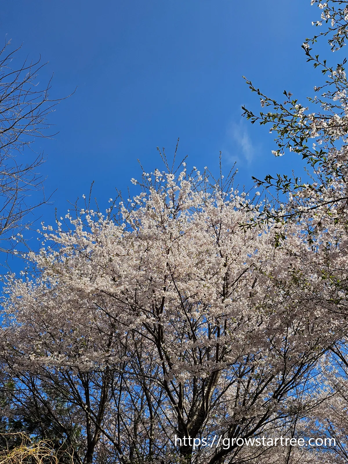 인천 연수구 봉재산 벚꽃
