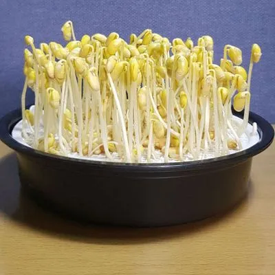 콩나물 재배 콩 불리기 온도 유지 깨끗한 세척_3