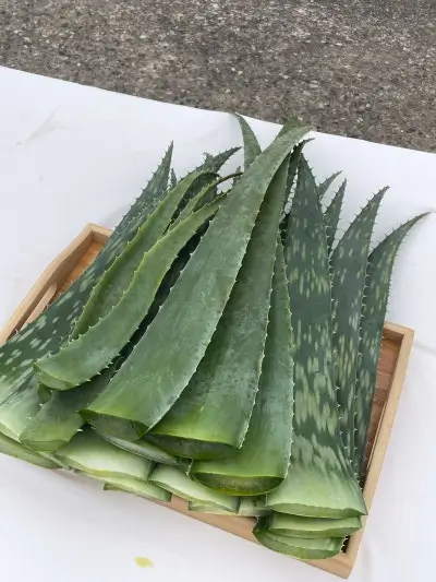 알로에