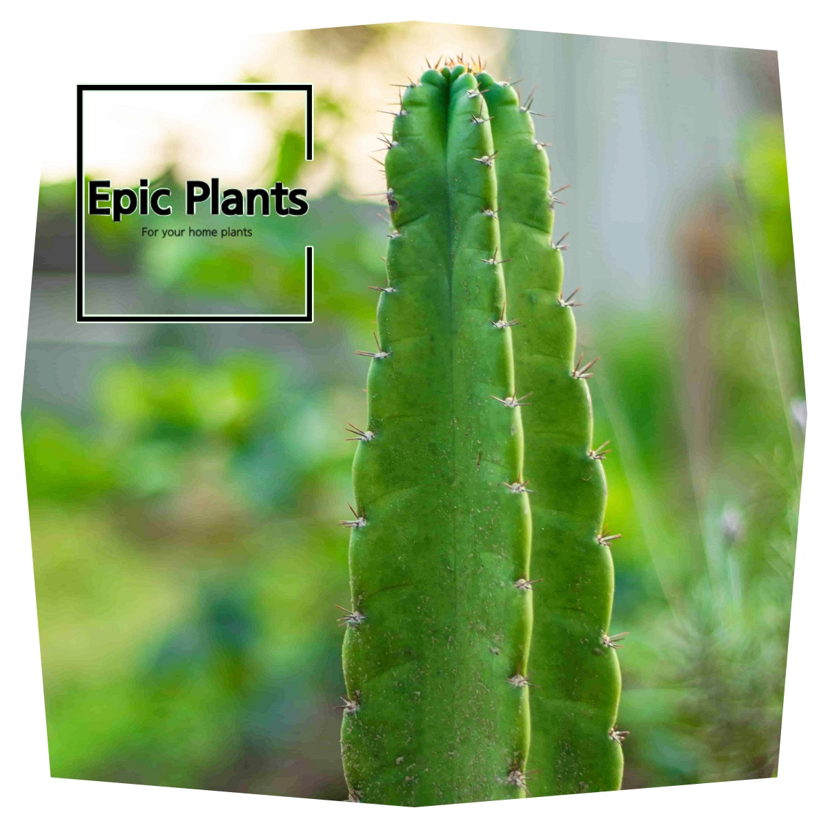 윗쪽으로 갈 수록 얇게만 자란다면 빛이 부족한 웃자람이라고 봐야해요.