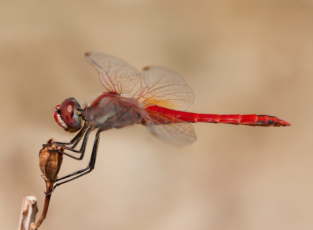 Dragonfly