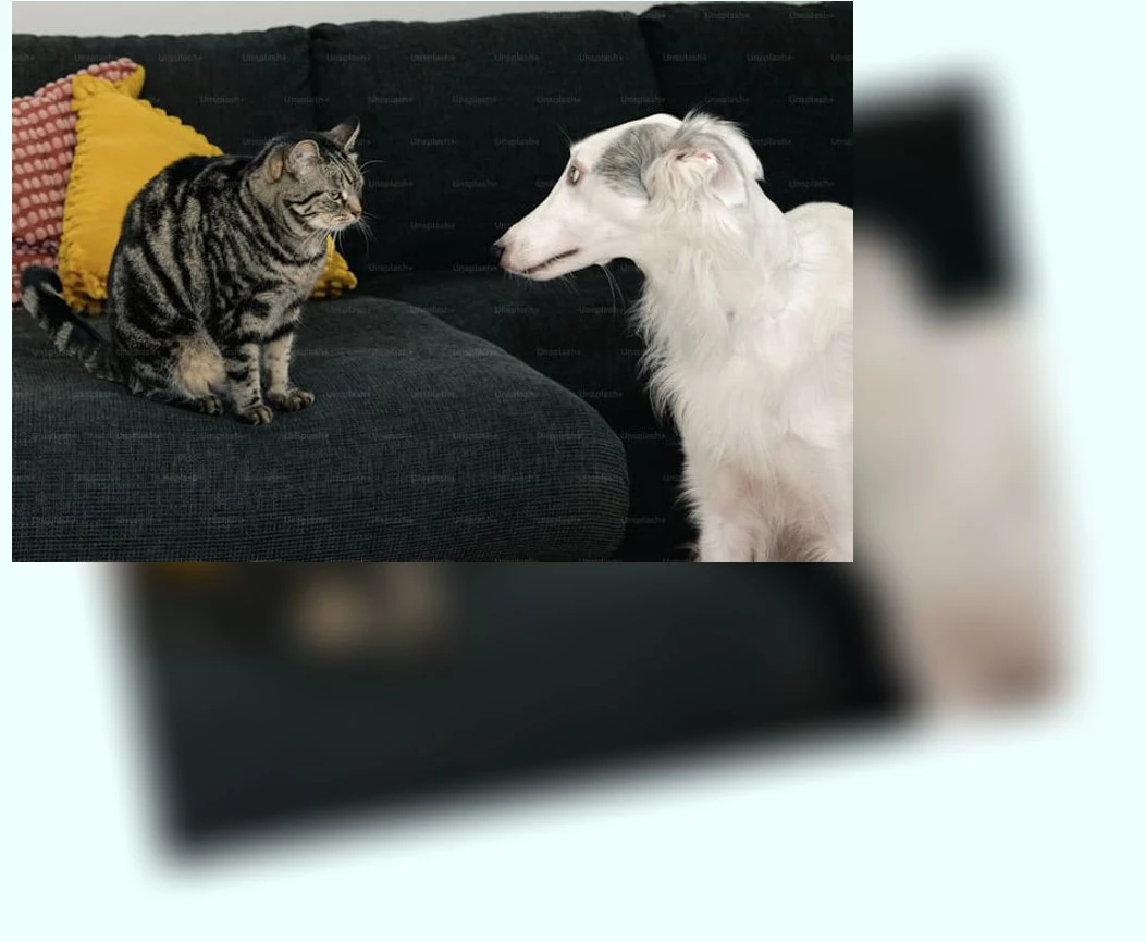 고양이 의사소통_3_subsection