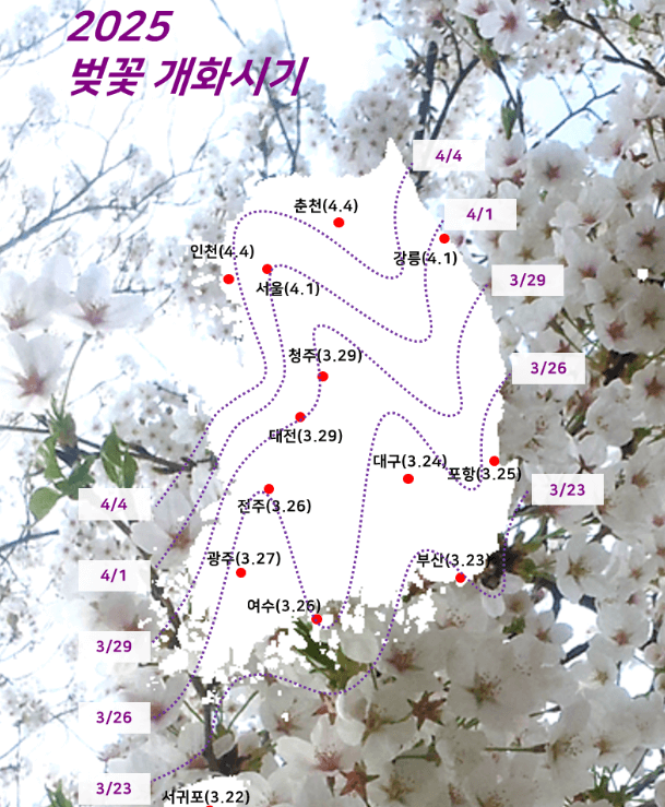 전국 벚꽃개화시기
