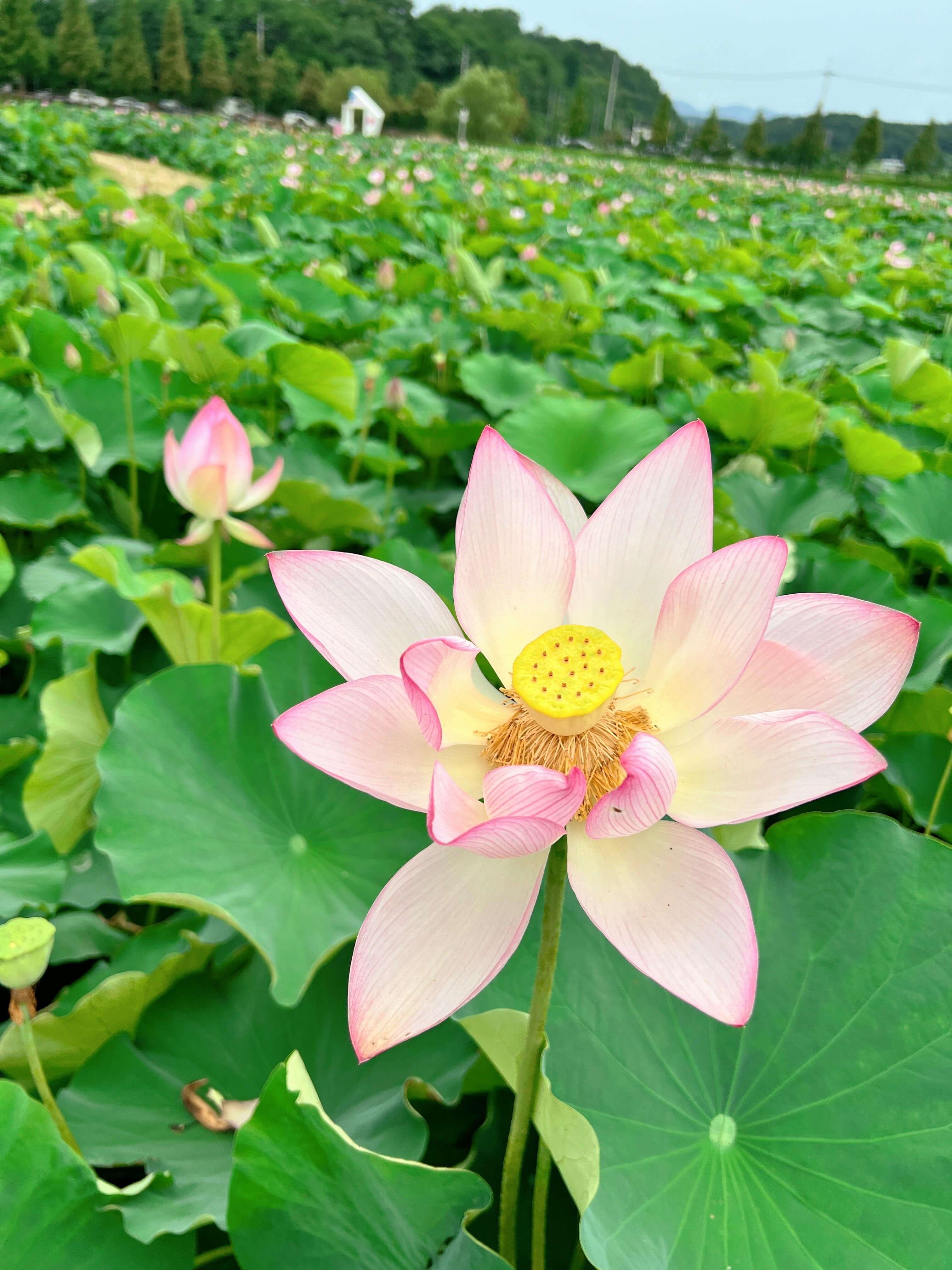함안 연꽃테마파크
