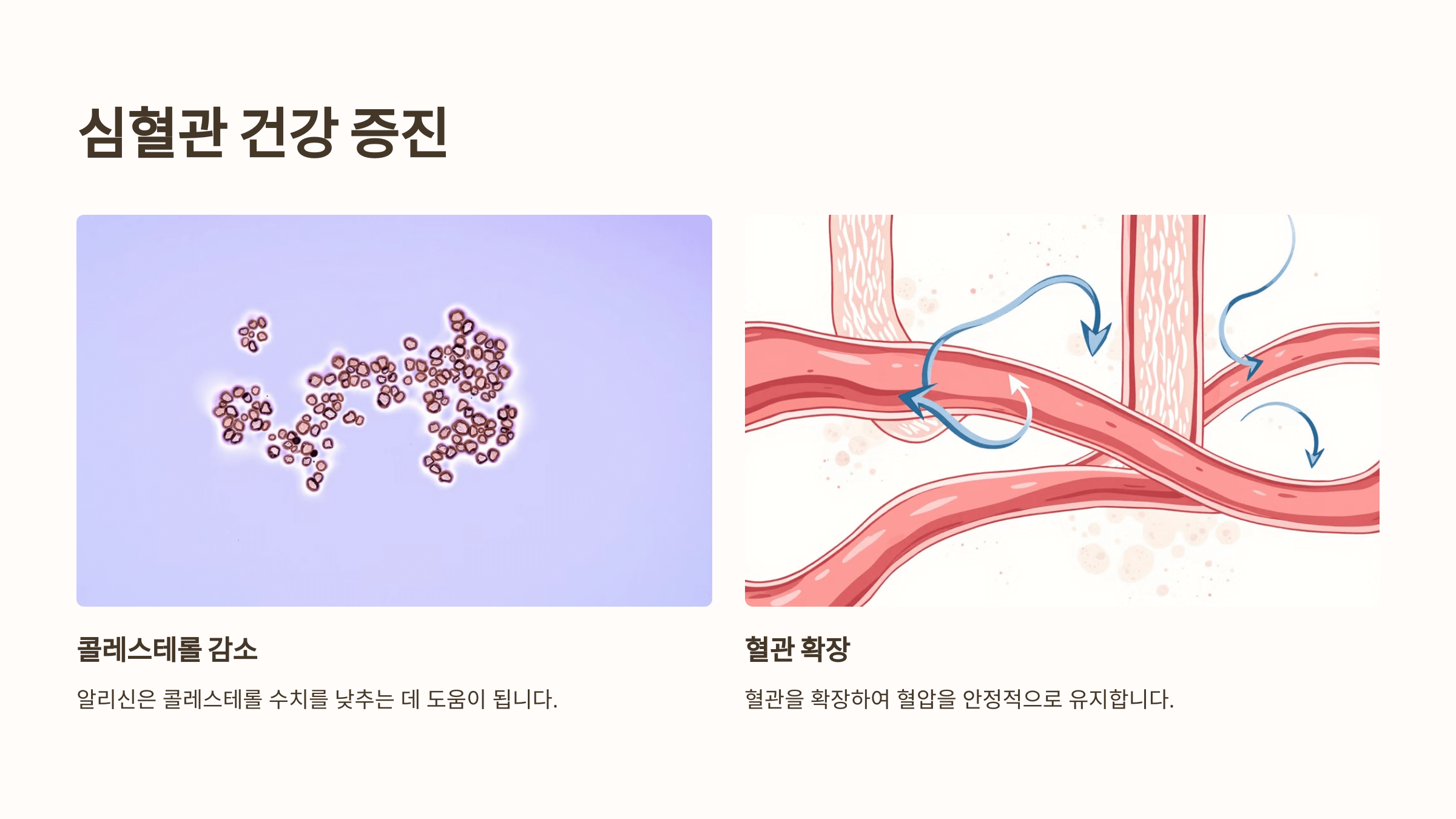 마늘 사진입니다.