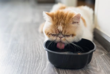 물을 마시는 고양이.