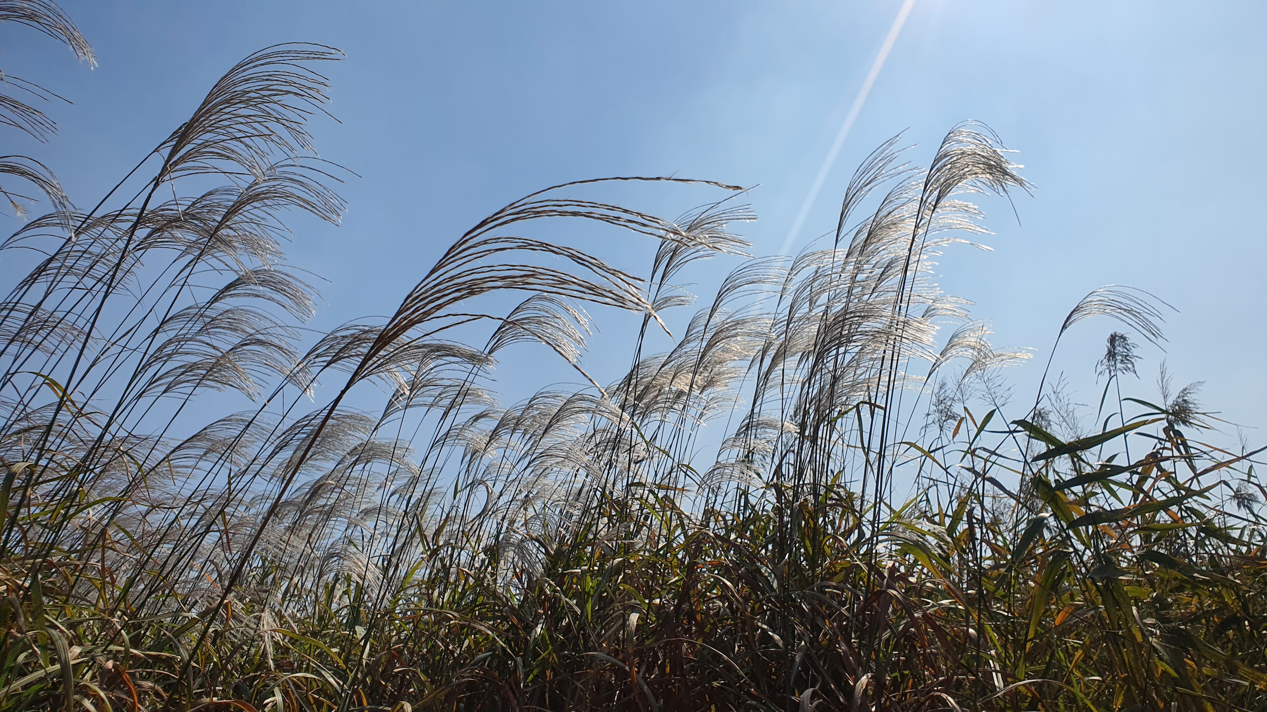 충남 서천의 가을 명소, 신성리 갈대밭
