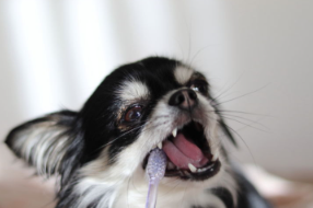 개 치석제거
