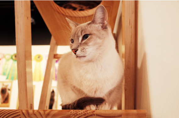 캣타워, 정말 필요한가요? – 고양이에게 수직 공간이 중요한 이유