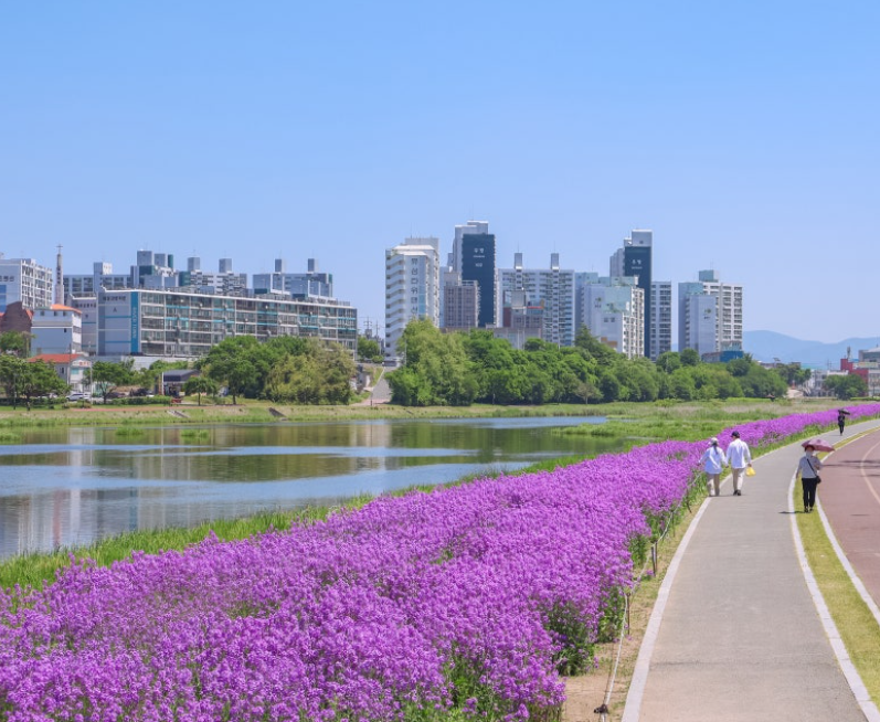 영천 작약꽃 축제