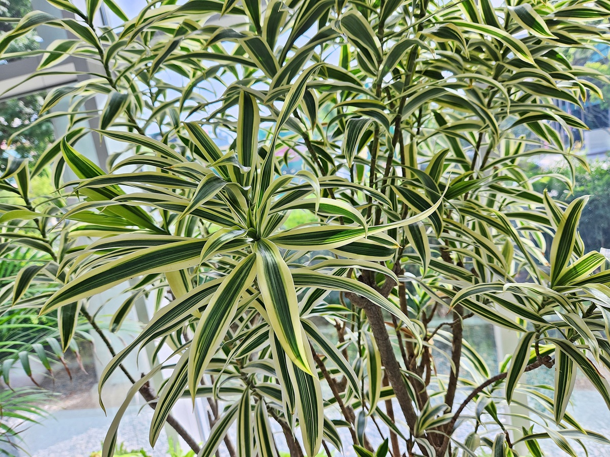 드라세나 송오브인디아