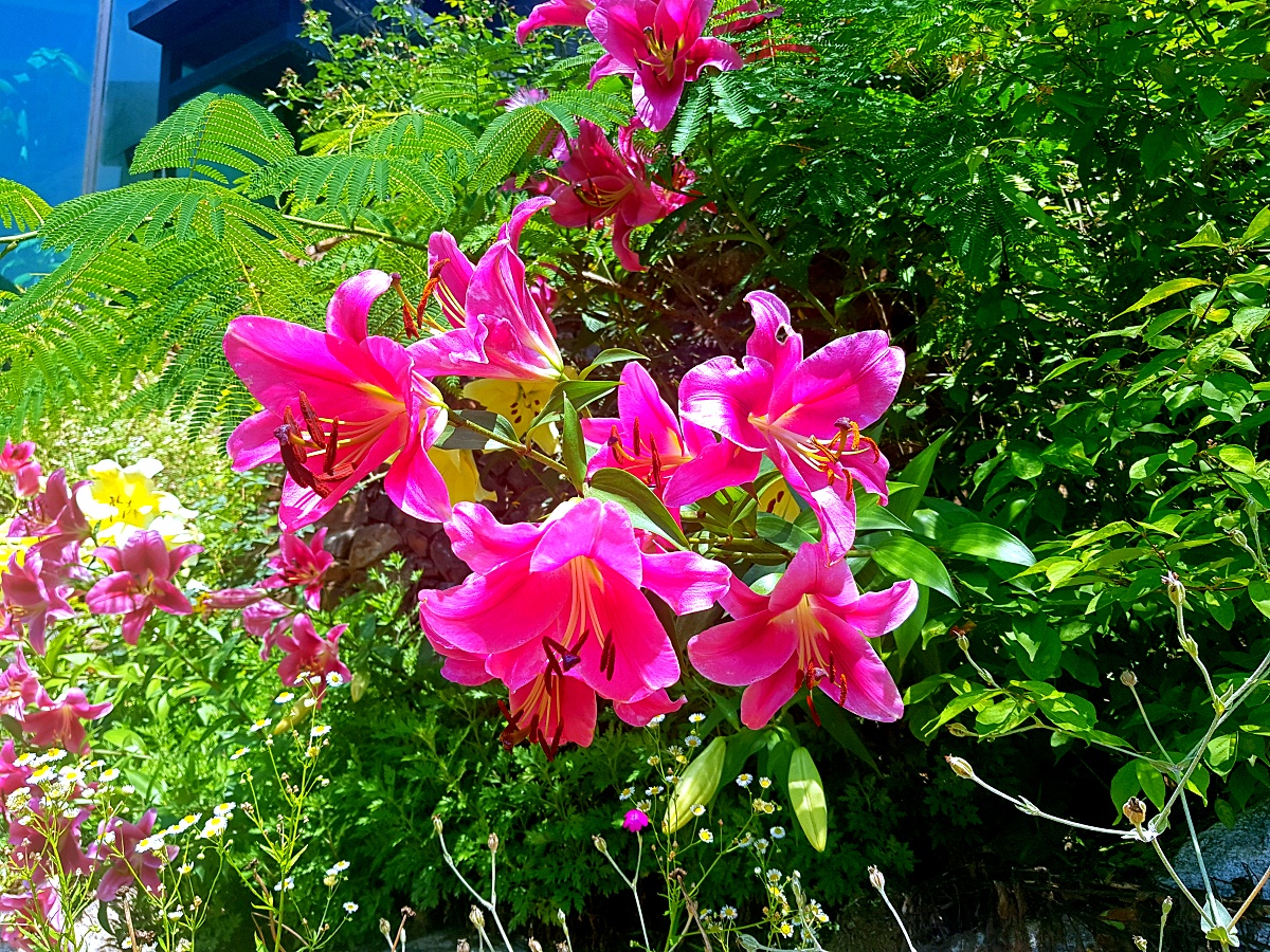 양주 오랑주리 카페: 자연 그대로 실내에 담은 대형 식물원 카페