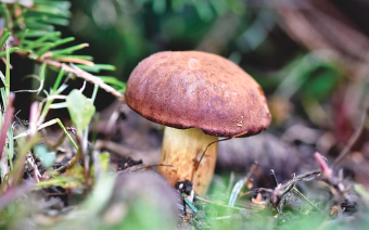 송이버섯 보관방법 (계절별&#44; 냉장&#44; 냉동보관) 총정리