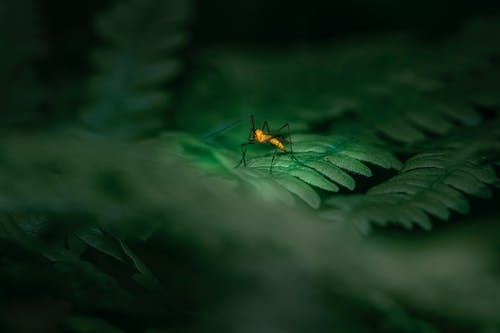 깔따구