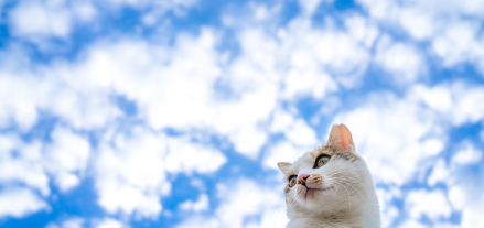 하늘과 고양이.