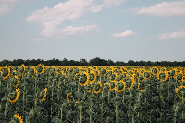 철분이-많은-음식