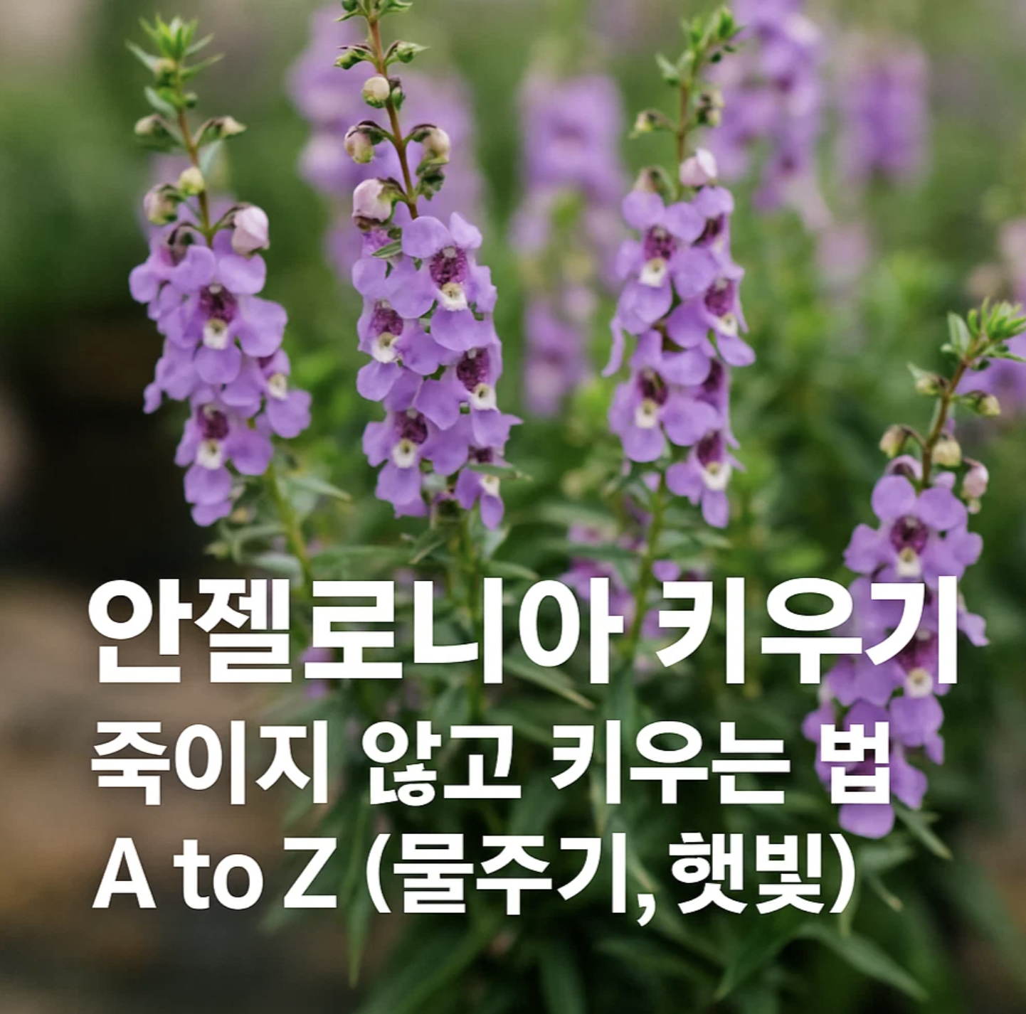 안젤로니아 키우기, 죽이지 않고 키우는 법 A to Z (물주기, 햇빛)