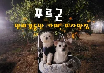 제주 반려견과 함께 가기 좋은 펫프렌들리 숙소 리스트_22