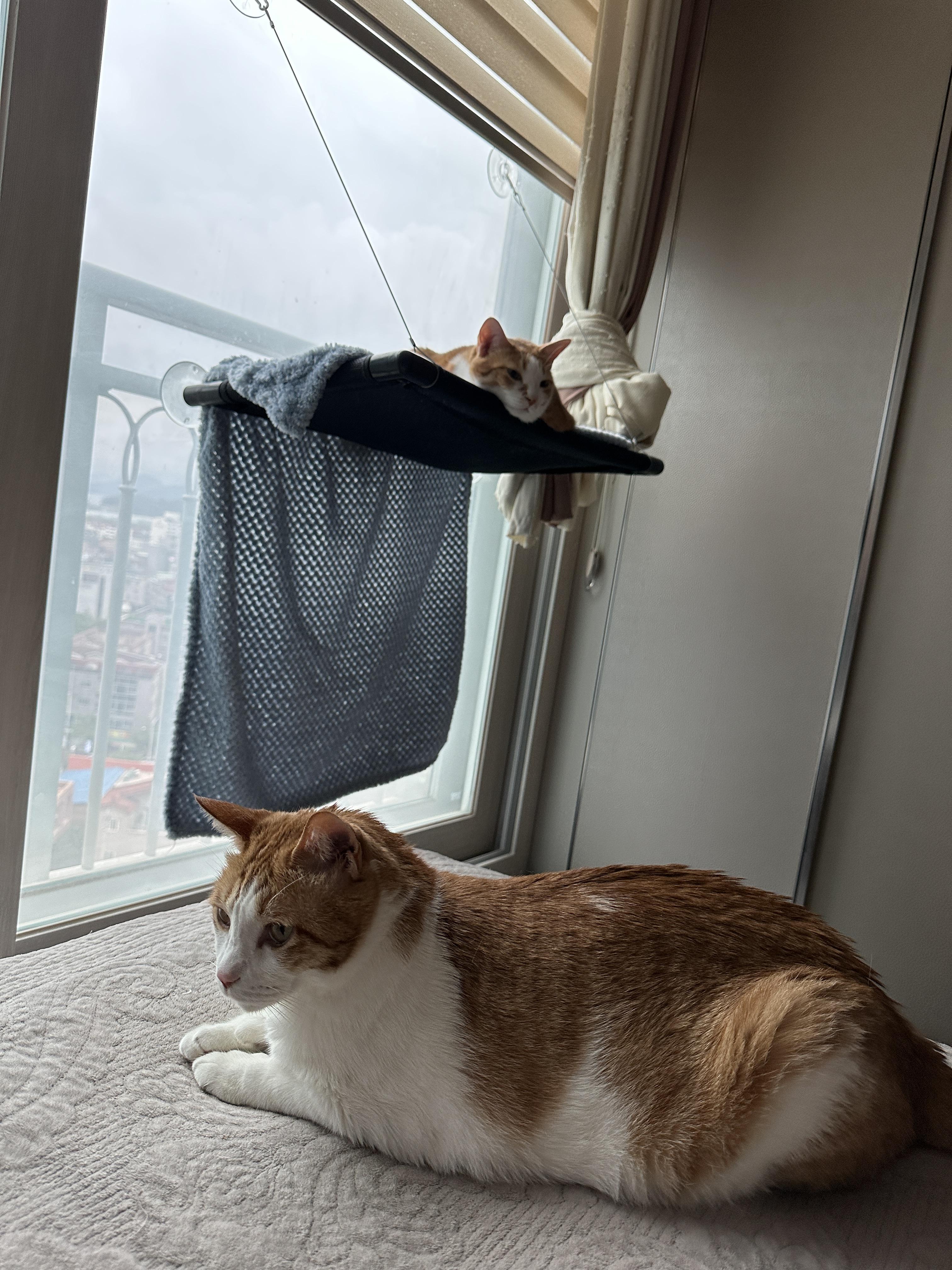 냥냥이들의 취향존중 혹은 앞다마?ㅋㅋ (feat. 이래도 냥냥이가 좋으니 할말없는 집사)