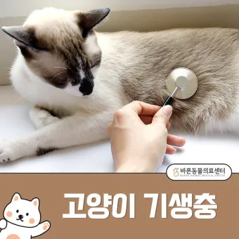 고양이 기생충 사진 약 증상_11