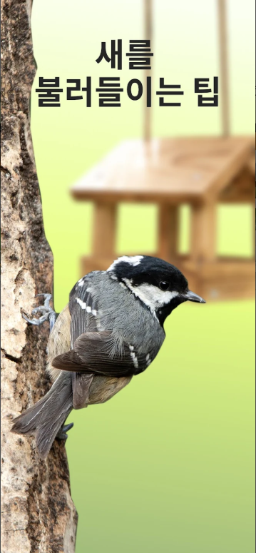 조류 이름 찾기 어플, 새 이름 검색하기, 조류 식별, Picture Bird