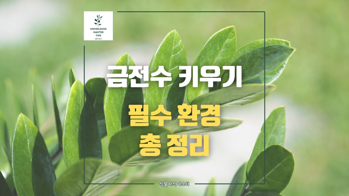 금전수 키우기, 필수 환경 총 정리