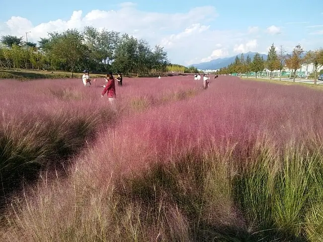대저생태공원 핑크뮬리