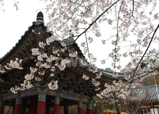 경주 벚꽃