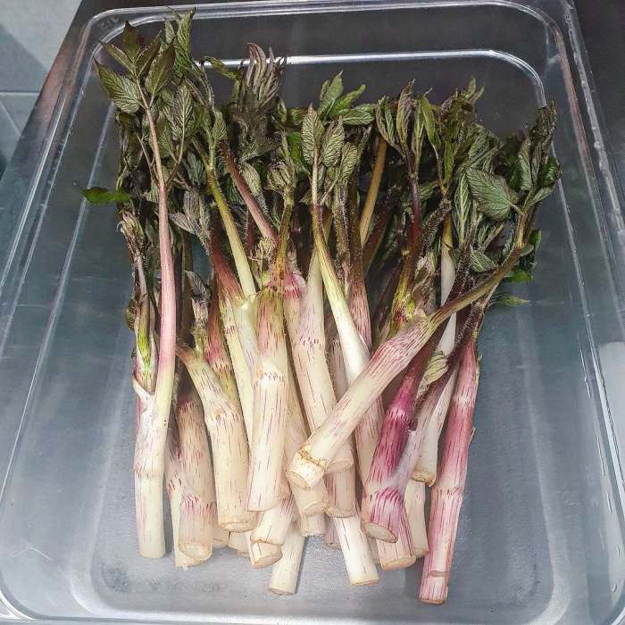 생생정보 신비의 대물 약초 독활 땅두릅