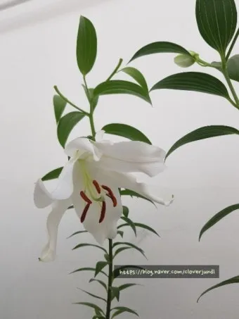 백합 재배 비늘줄기 분주 일조량 관리 절화 수확_11