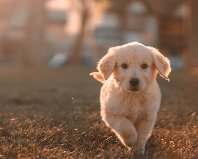 강아지에게 필요한 놀이와 장난감 추천 가이드