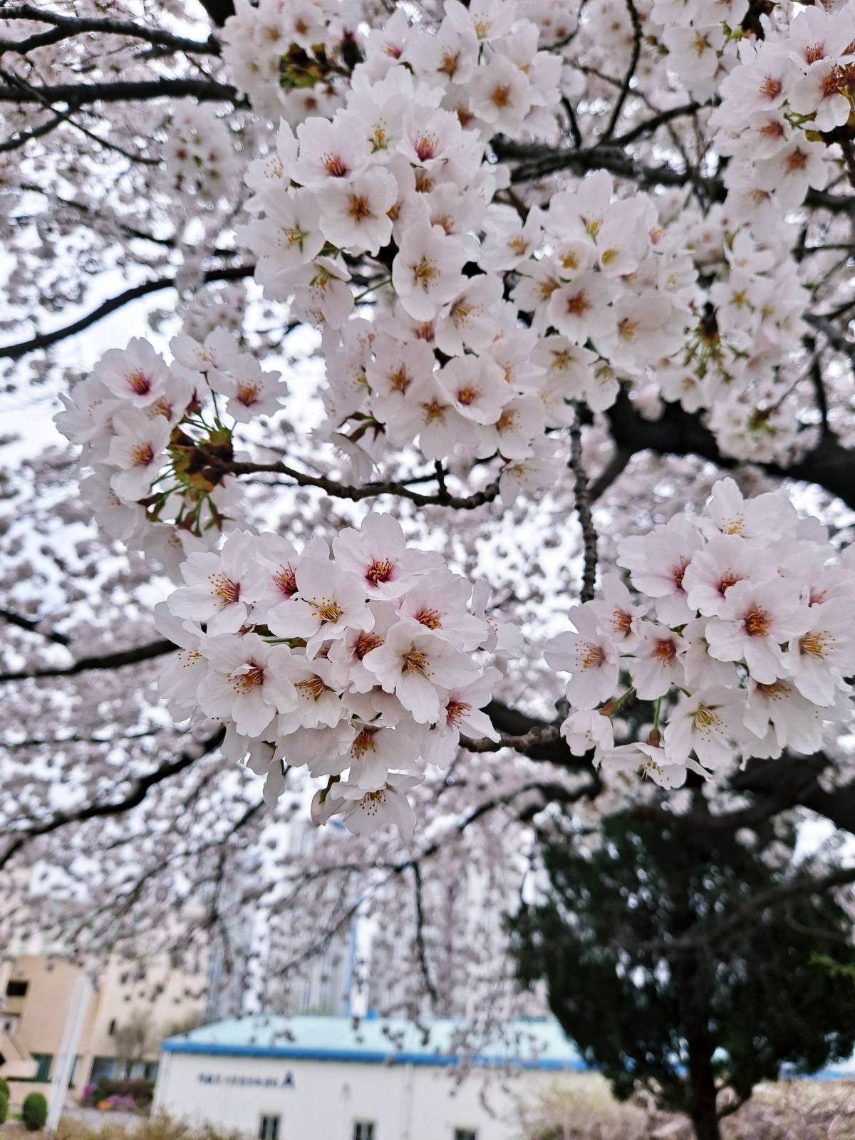 선인재단 벚꽃2