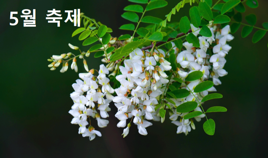 5월축제
