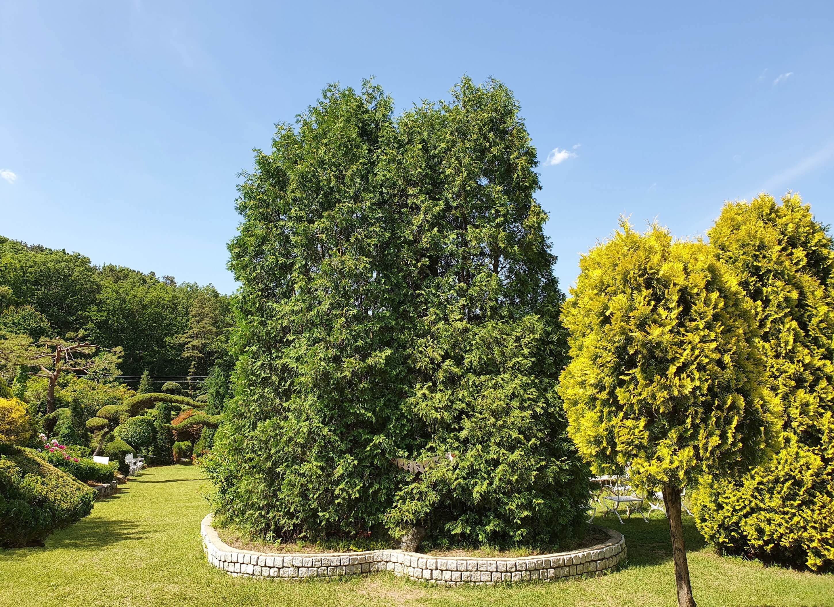 광주 율봄식물원 수국 축제