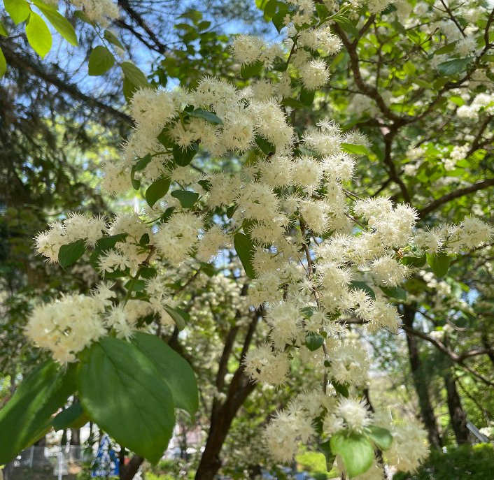 노린재나무 수형