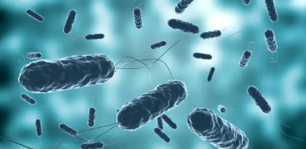 콜레라 박테리아