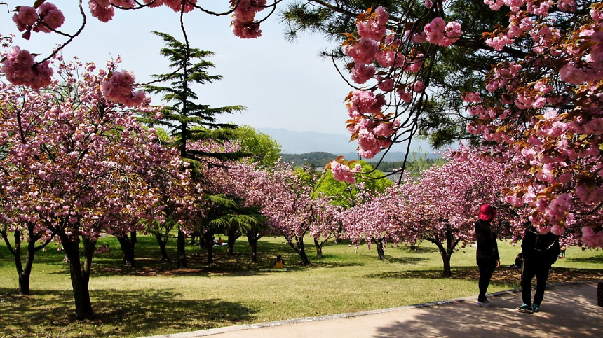 2025년 4월 국내 여행지 추천! 봄꽃과 함께 떠나는 최고의 여행지