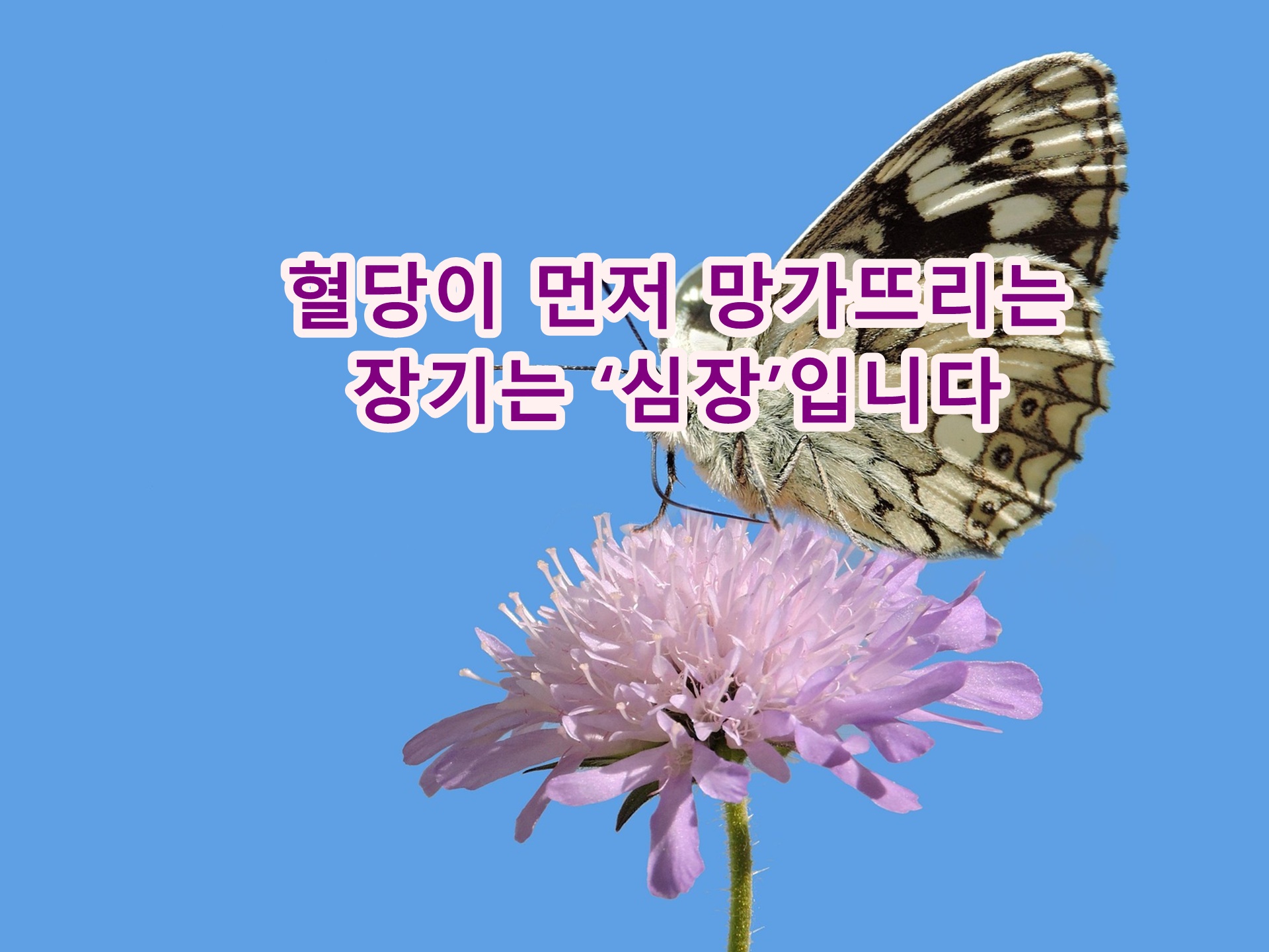 혈당이 먼저 망가뜨리는 장기는 &lsquo;심장&rsquo;입니다
