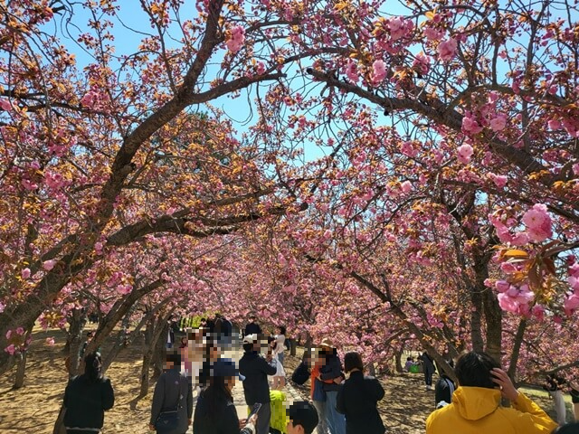 경주 불국사 겹벚꽃
