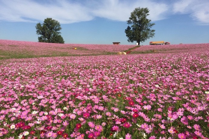 안성 팜랜드 코스모스 축제의 전경