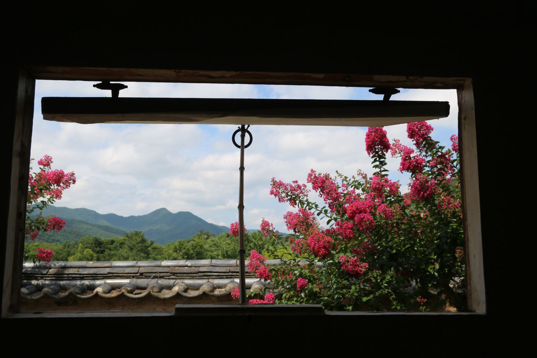 안동 병산서원 배롱나무 꽃