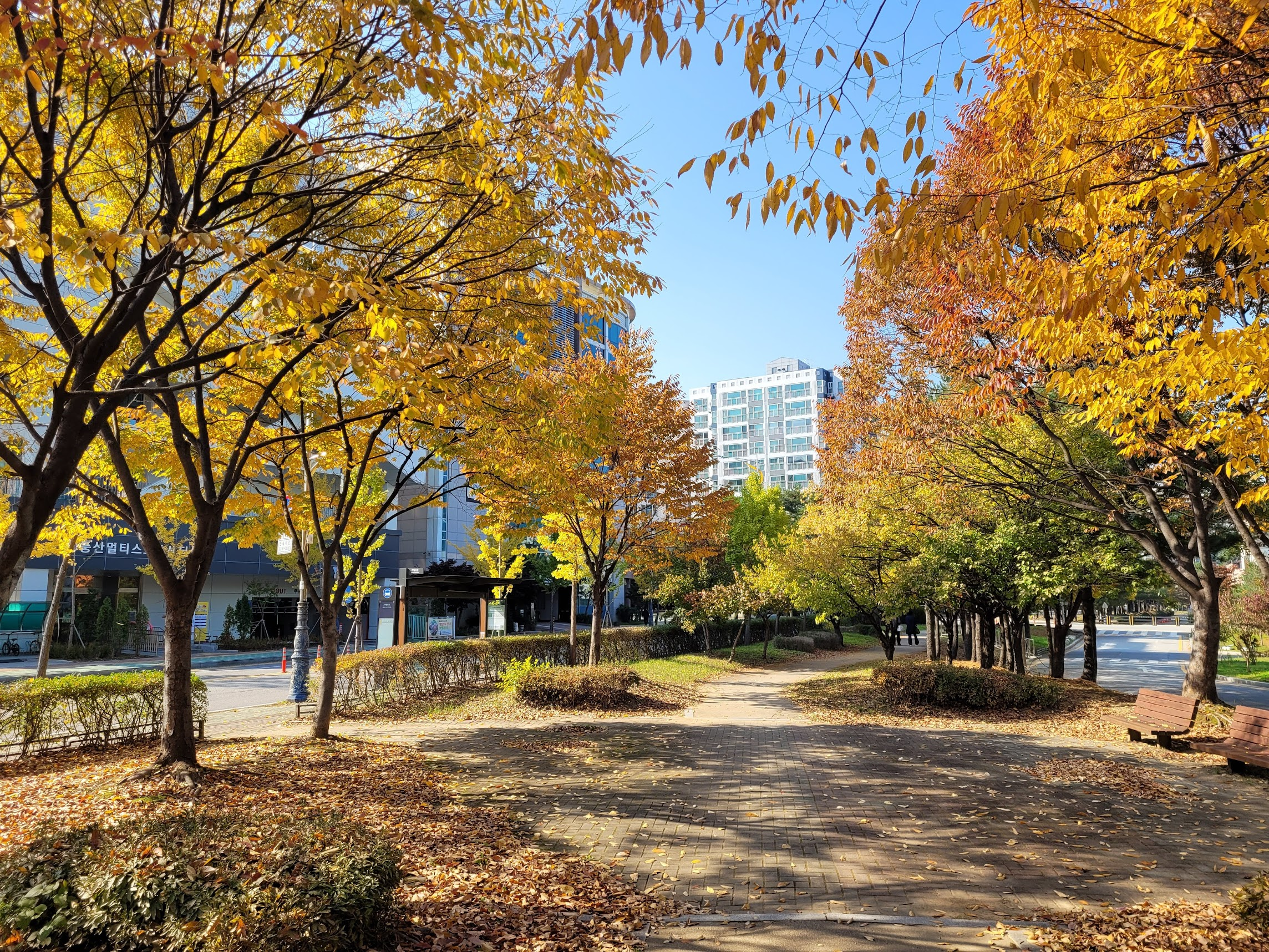 아름다운 도시와 단풍