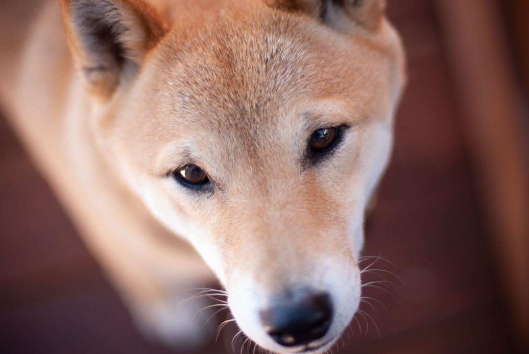 '진돗개'를 영어로 추천합니다 Jindo dog.