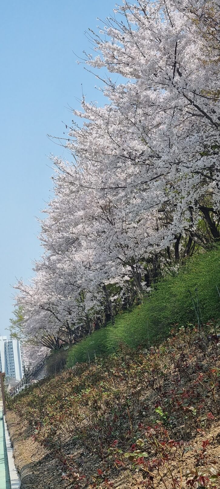 안양천 벚꽃 축제