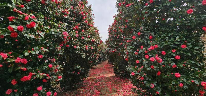 물빛소리정원의 동백꽃