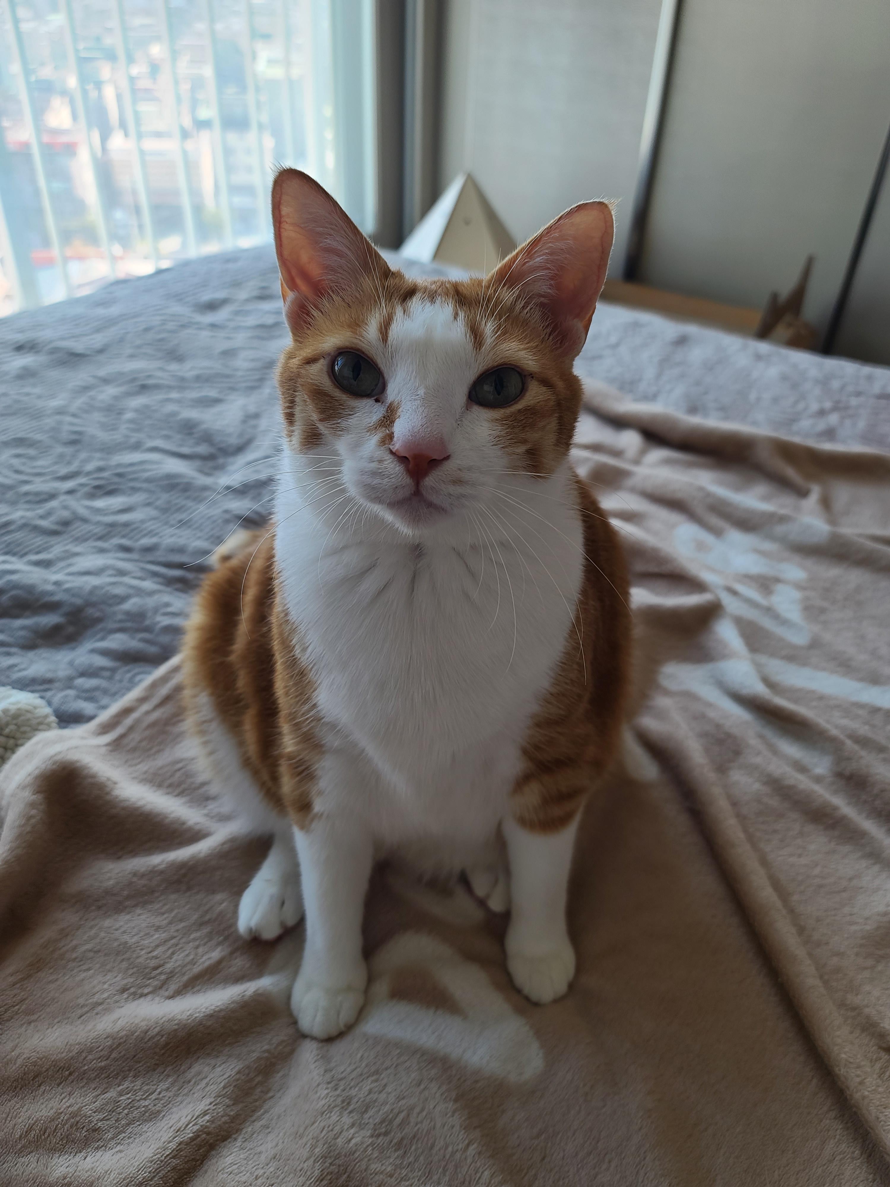 오랜만에 달달한 호야건이 브로맨스 (feat. 막둥이 삐용)