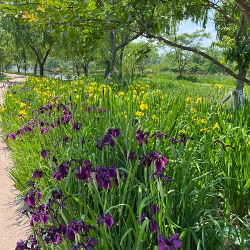 [5월 축제]창포원❘2025 거창에 온 봄 축제, 아리미아꽃축제,거창한 산양삼 축제