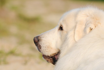 그레이트 피레니즈의 옆모습.