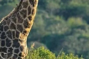 반려동물 행동교정사 자격증