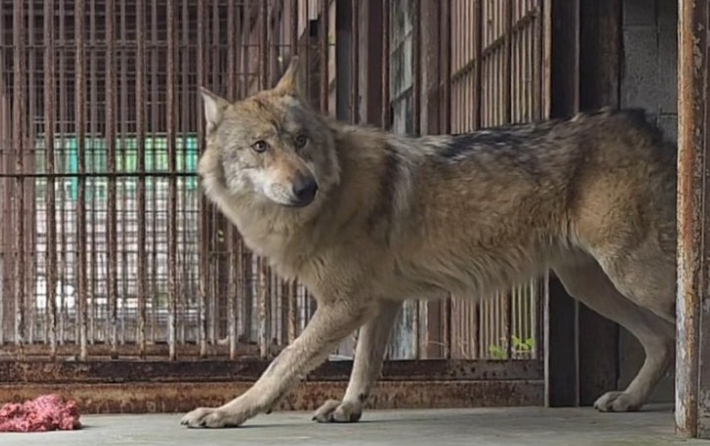 대전 오월드 6월 5일 재개장 확정: '늑구' 탈출 사태 종결과 이중 방어 시설 보강 내역 및 입점업체 피해보상 규모 심층 진단